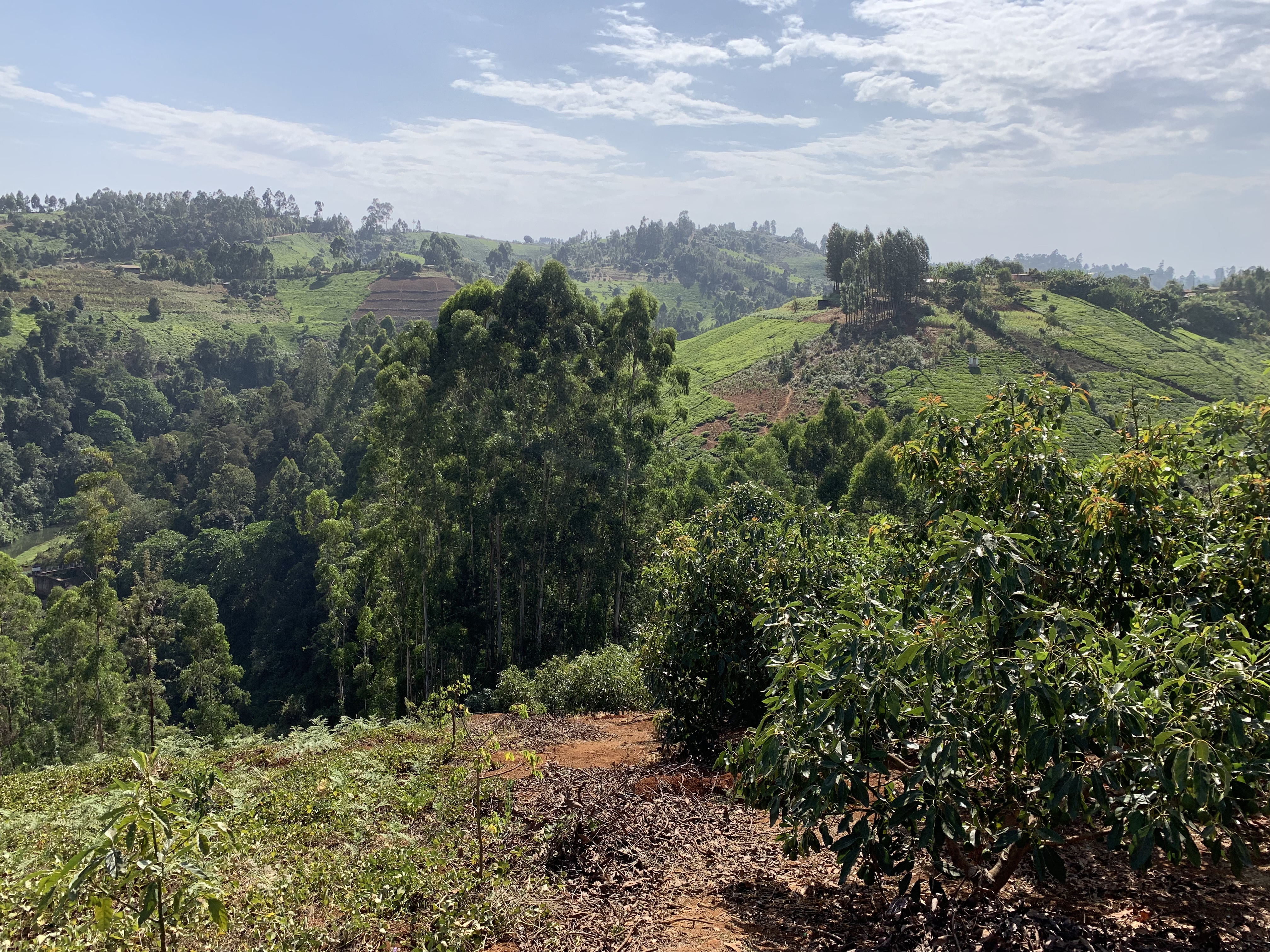 Terraced tea and avocado farms across the East African highlands